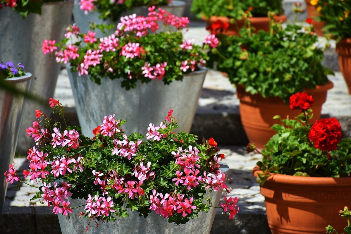 Flower pots and plant stands for home - what to look for before buying