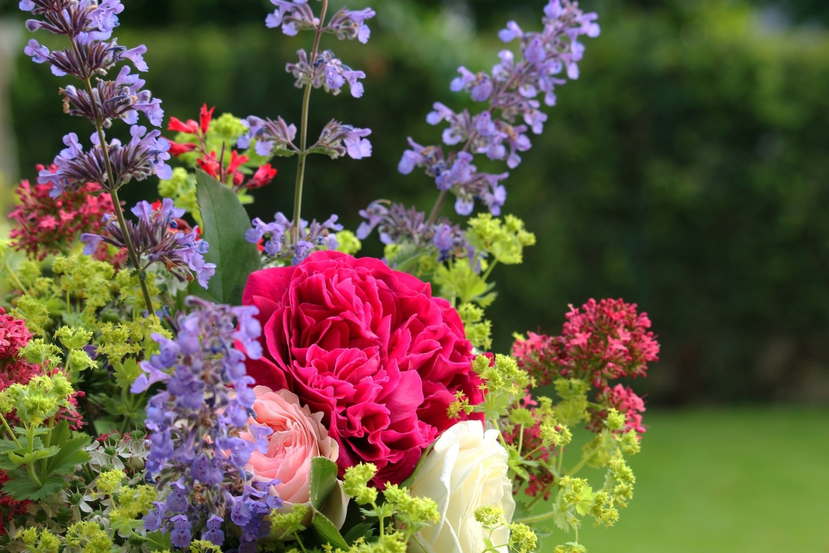 Essential properties of plants - how to defend against mosquitoes and pests by natural means?