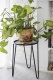 Plant stand. Metal single flowerbed