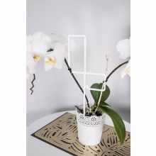 Flower and shrub Model:547