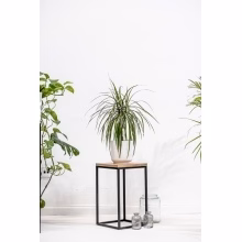 Flower stand. Single Model:648