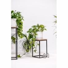 Flower stand. Single Model:648