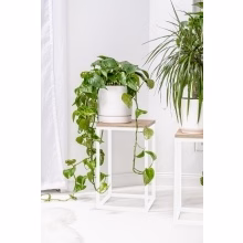 Flower stand. Single Model:648