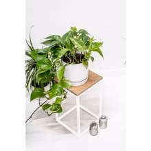 Flower stand. Single Model:648