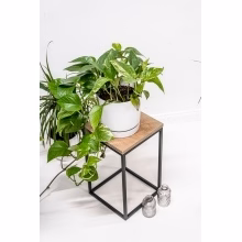 Flower stand. Single Model:648