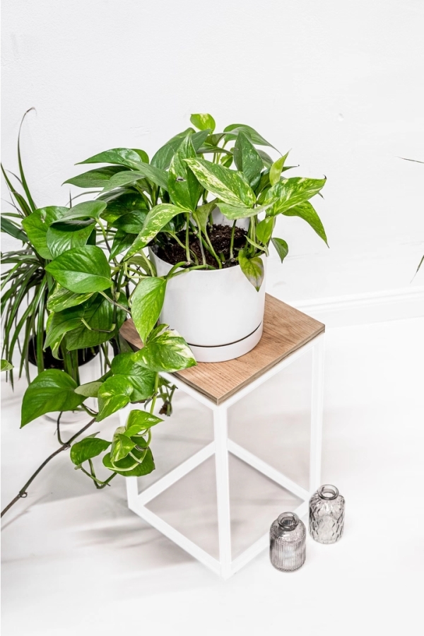 Plant stand with Oak Craft shelf 40