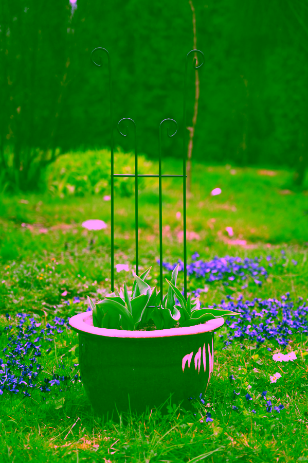 Support for shrubs and climbing plants - 65 cm.