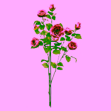 Stake - support for plants on the trunk - 70 cm.
