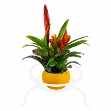 Flowerbed Spider Low Model:219