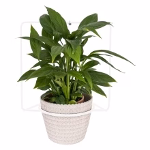 Metal wall flower Model:564