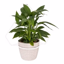 Metal wall flower Model:558