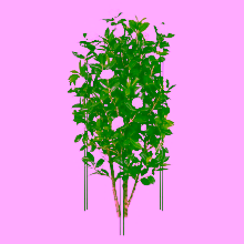 Support for shrubs, Model:323