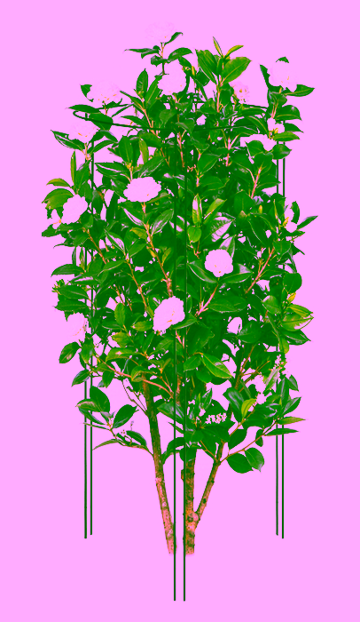 Support for shrubs, Model:323