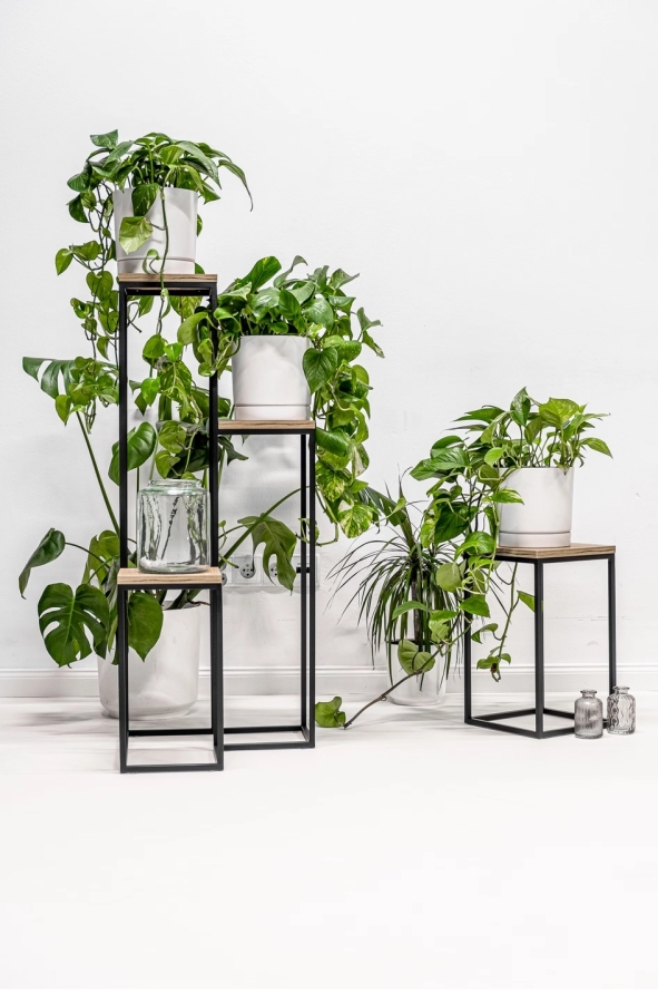 Elle Legna plant stand