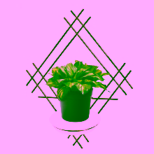 Wall flower box Model:82