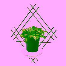 Wall flower box Model:82