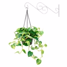 Wall mount for Model:197